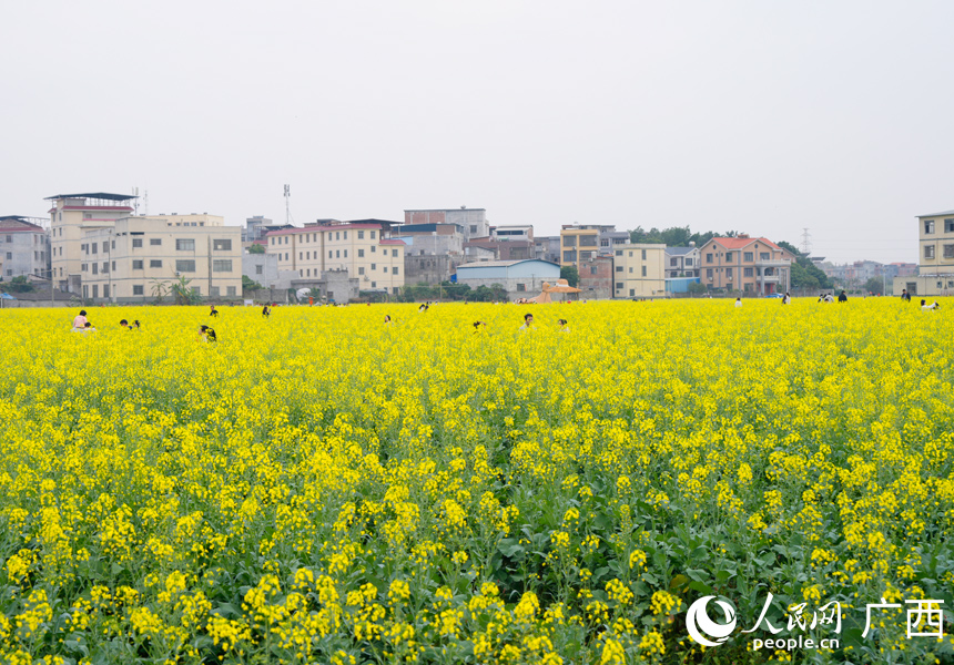 盛开的油菜花。人民网记者 王勇摄