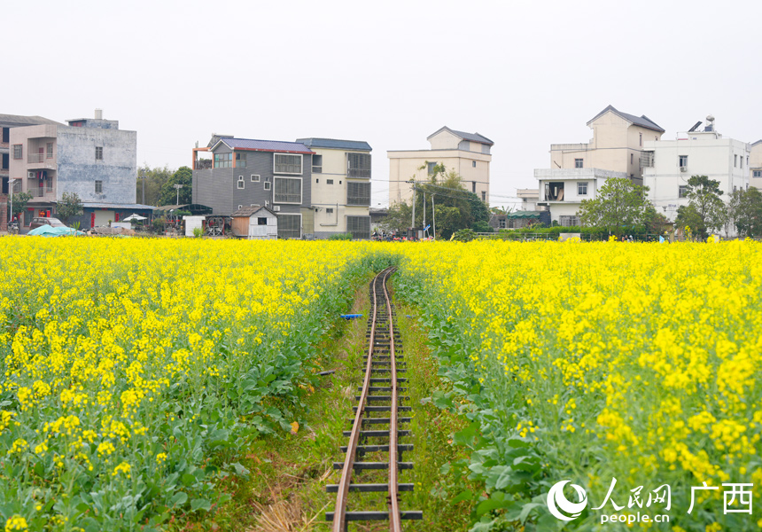 盛开的油菜花。人民网记者 王勇摄