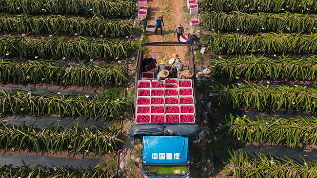 当地火龙果丰收。扶绥县融媒体中心供图