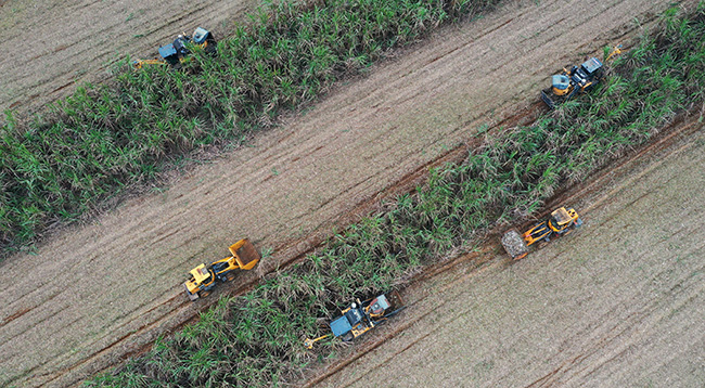 机械化收割甘蔗。扶绥县融媒体中心供图