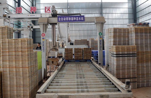 全自動育秧播種流水線正在高速運轉