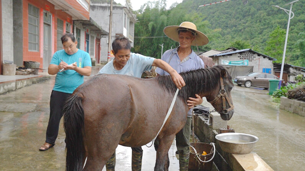 邓革新进屯入户给矮马诊断治疗。黄鸿昌摄