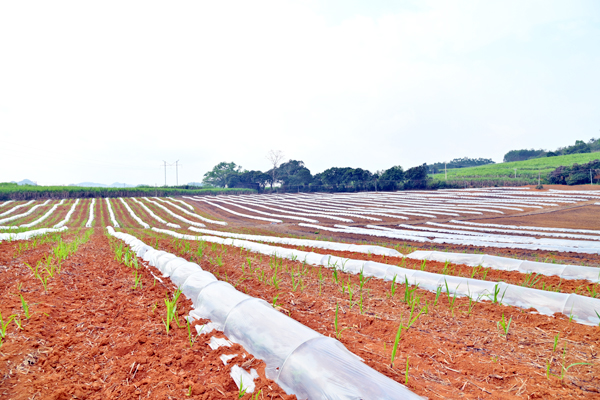 大新縣欖圩鄉仁合村那擇屯甘蔗種植基地套種西瓜。雷麗軍攝