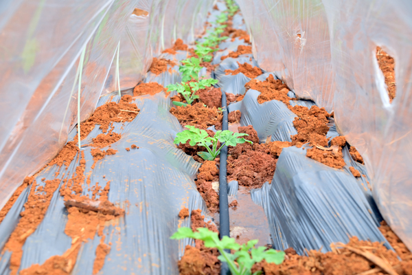 套種的西瓜苗長勢喜人。雷麗軍攝