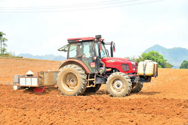 甘蔗聯合種植機在作業。雷麗軍攝