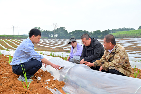 大新縣農業農村局工作人員在與種植戶交流甘蔗間套種技術。雷麗軍攝