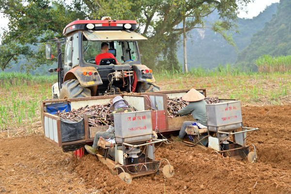 甘蔗聯合種植機在作業。雷麗軍攝