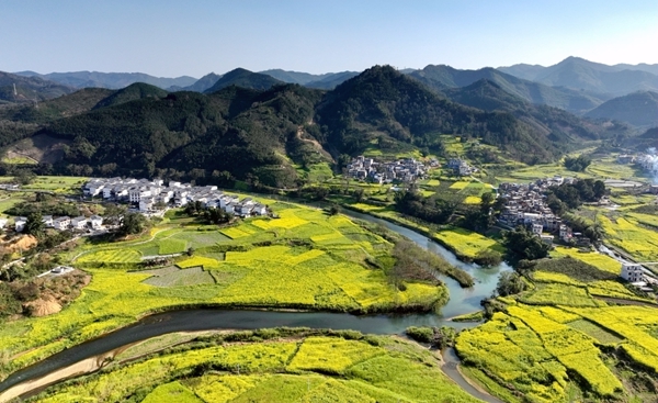 西林縣八達鎮土黃村的油菜花。韋榮峰攝