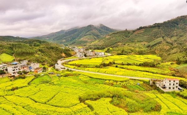 西林縣西平鄉者懷村克洋屯的油菜花。韋榮峰攝