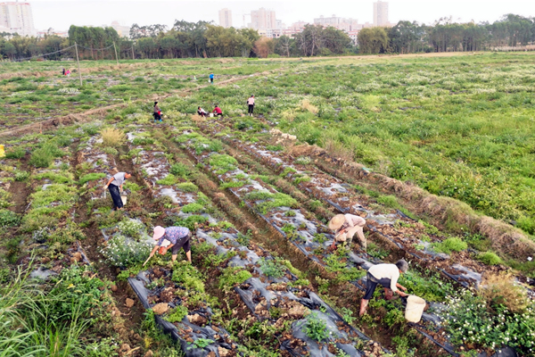 容州鎮平坡村馬鈴薯種植基地。