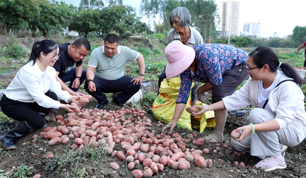 專家組深入田間地頭指導。