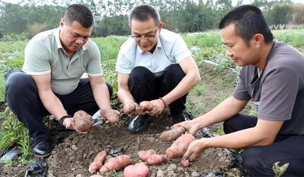 專家組深入田間地頭指導。