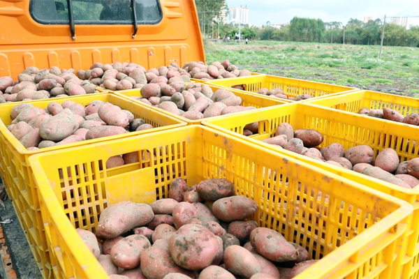 容州鎮平坡村馬鈴薯種植基地喜豐收。