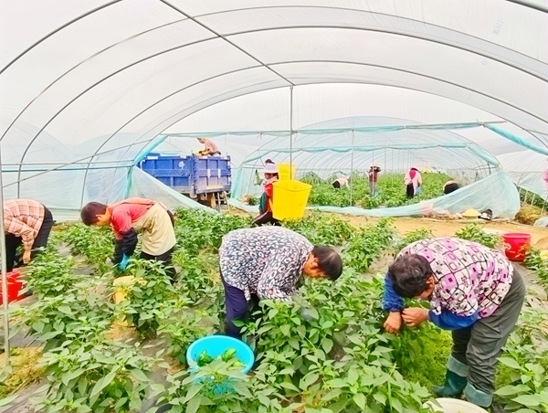 村民在港南区木格镇平悦村富硒辣椒基地采摘芜湖椒。木格镇人民政府供图