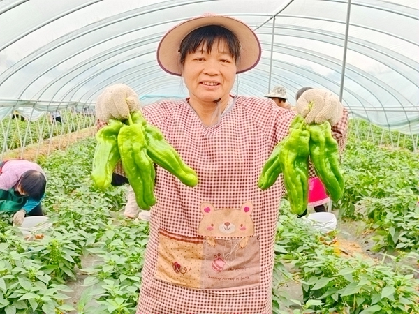 村民展示新鲜芜湖椒。木格镇人民政府供图