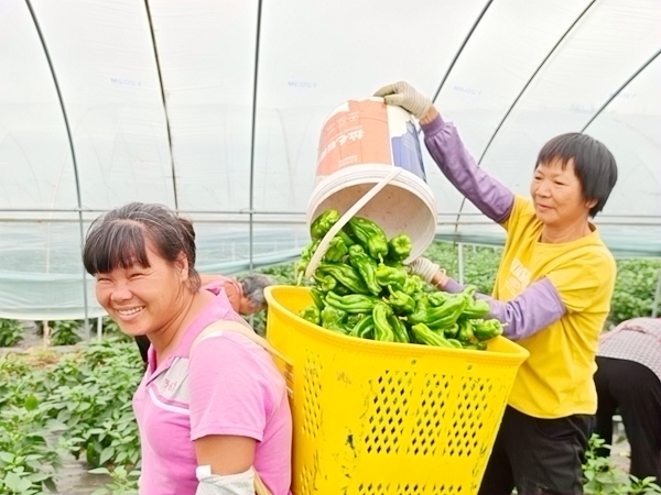 基地芜湖椒丰收，村民喜上眉梢。木格镇人民政府供图