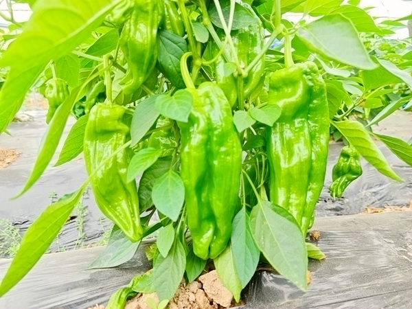 芜湖椒长势良好。木格镇人民政府供图