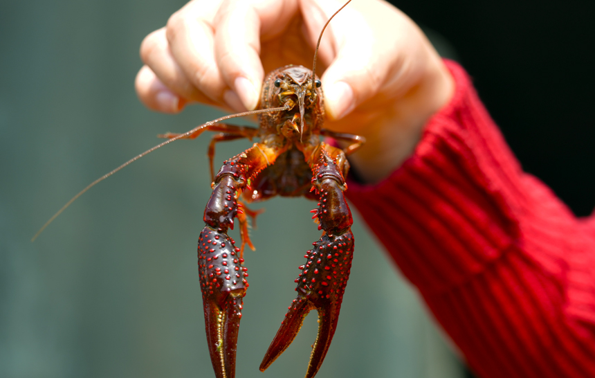 平南小龍蝦搶鮮上市