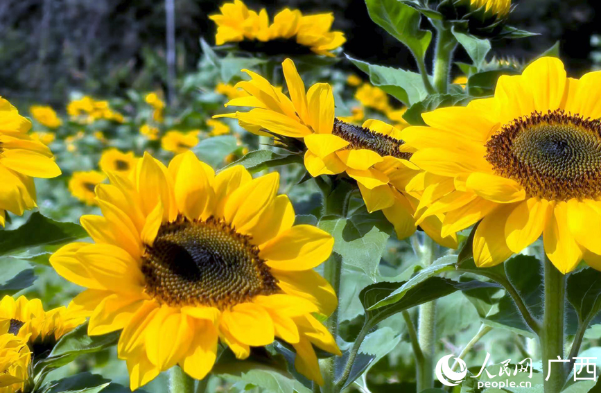 祥周向日葵花海。