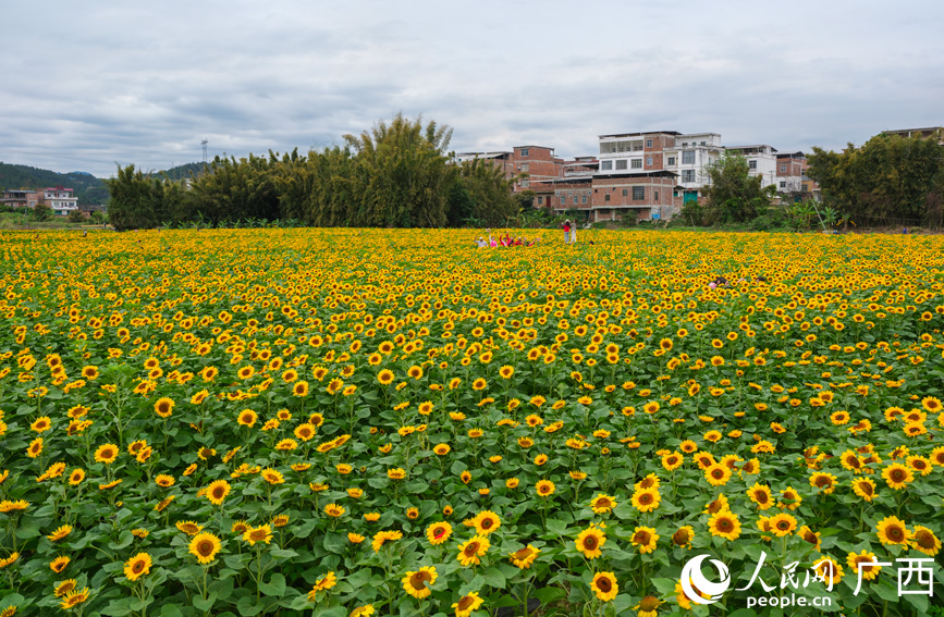 祥周向日葵花海。
