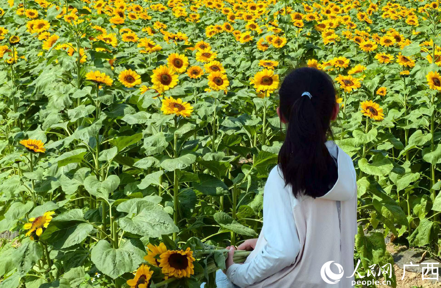 祥周向日葵花海。