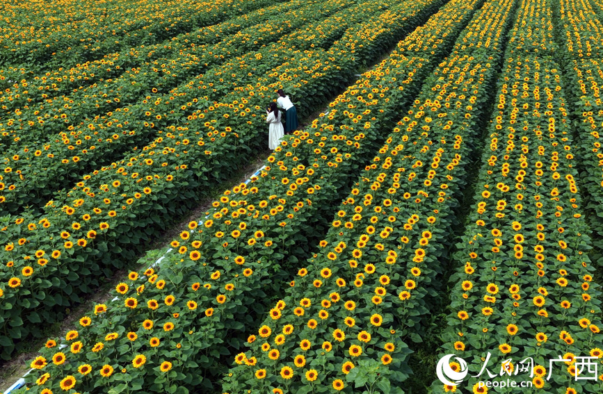 祥周向日葵花海。