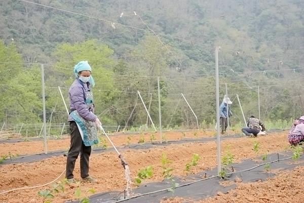 工人在給果苗澆水，熊英秀攝