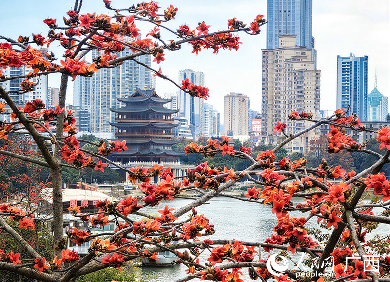 邕江两岸，红木棉花开正艳。人民网记者 雷琦竣摄
