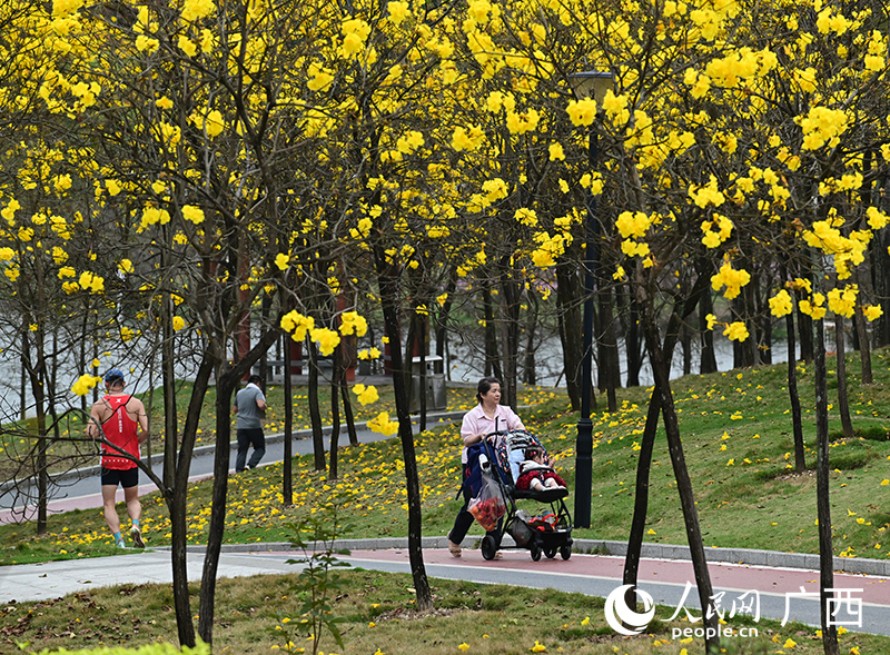 南宁市江南公园，市民在黄花风铃花下散步。人民网记者 雷琦竣摄