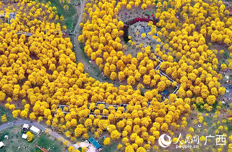 青秀山风铃谷黄花风铃木盛开。人民网记者 雷琦竣摄