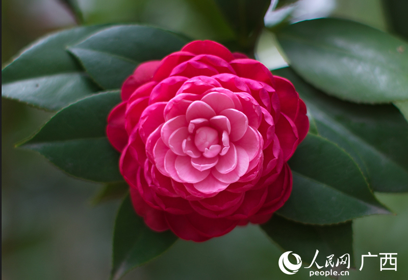 金花茶公园内，赤丹开得饱满。人民网记者 雷琦竣摄