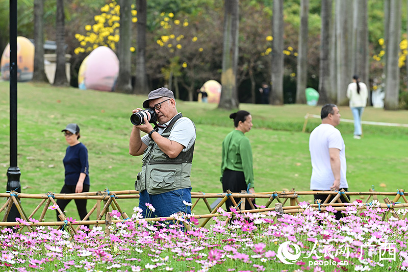 摄影爱好者在南宁市江南公园拍摄格桑花。人民网记者 雷琦竣摄