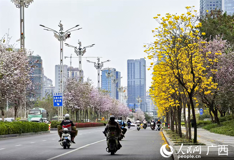 玉象路两旁开满紫荆花和黄花风铃。人民网记者 雷琦竣摄