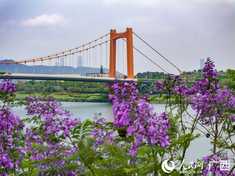 蓝花楹也将在5月盛开。人民网记者 雷琦竣摄