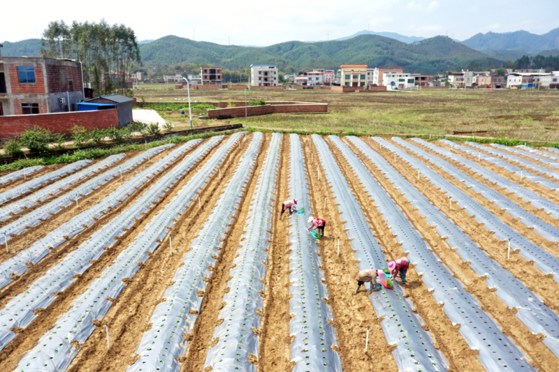 广西贺州：春来早种收两不误