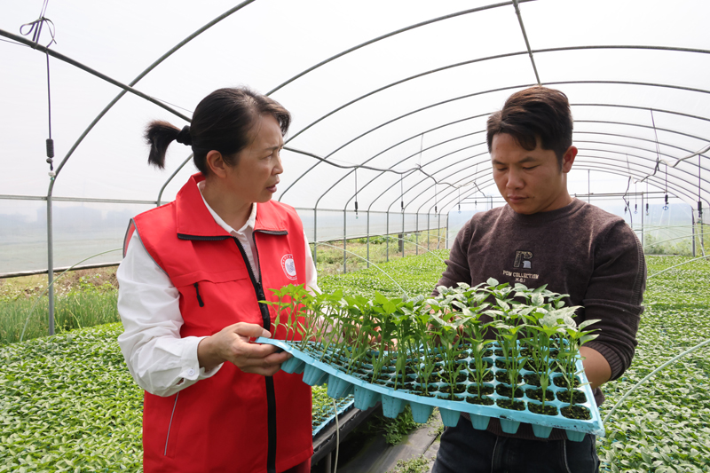 广西乡村科技特派员指导优质种苗培育。何承摄