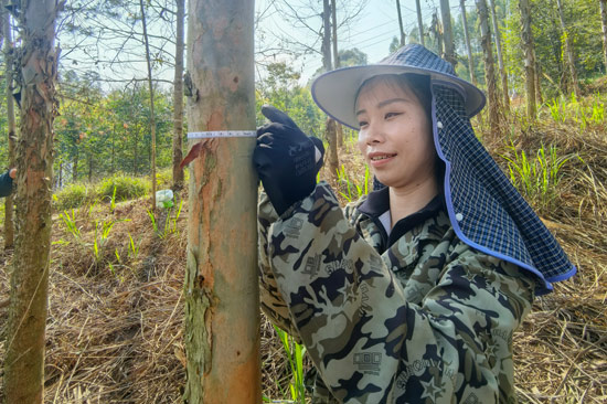张莹对4年树龄的桉树测量树径 黄伟摄