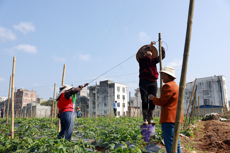 工人們正在給豆角苗搭架。楊天杭攝