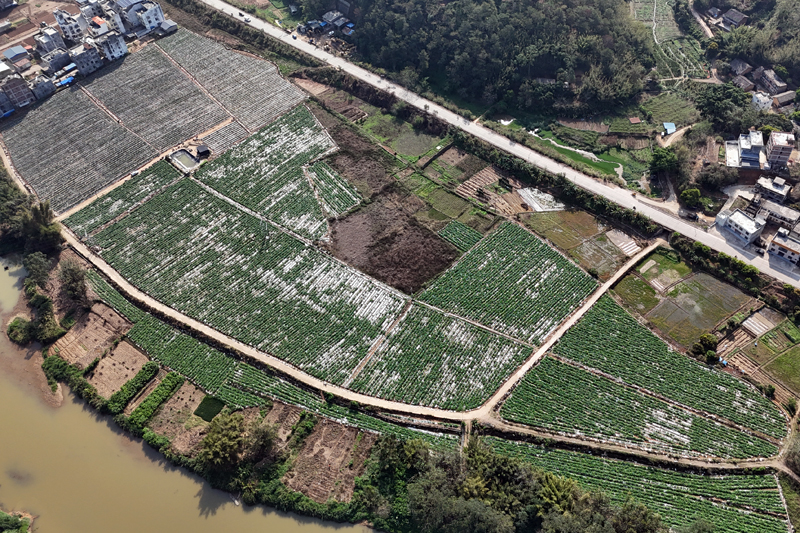 楊梅鎮百畝蔬果基地。張桐千攝
