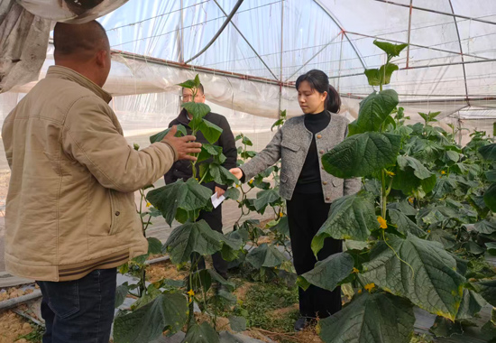 毛潔到三鴿社區大棚疏菜基地指導產業發展。馮澤彬攝