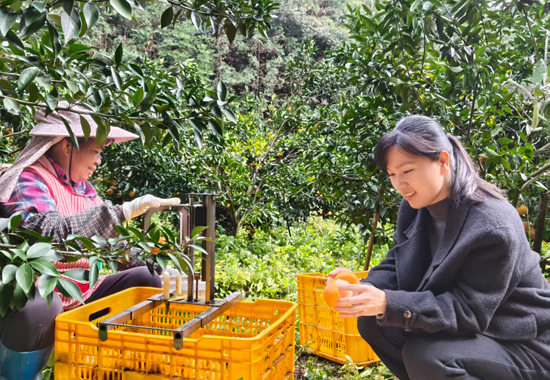 毛潔到趙坪村委農戶家調研大紅柑產業。馮澤彬攝
