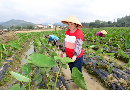 李燕萍在田間查看作物生長情況。涂雲宇攝