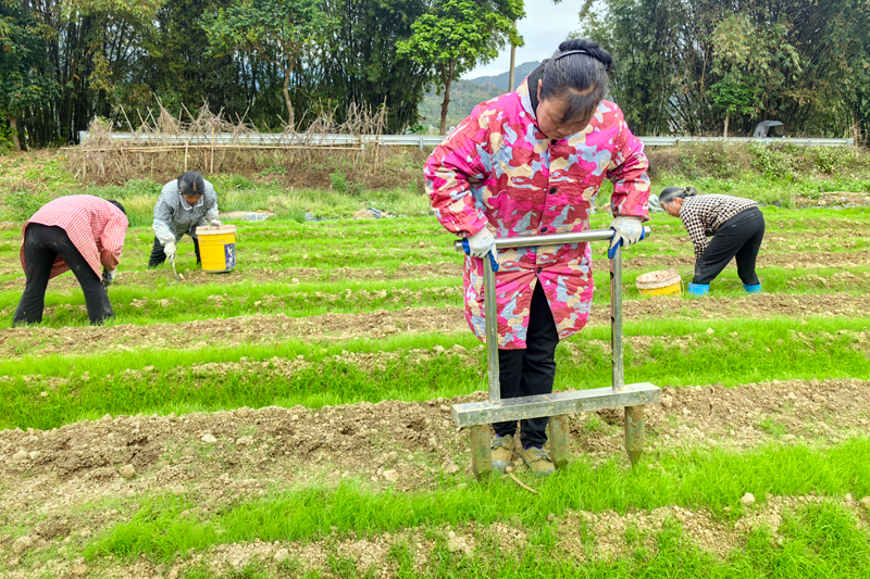 工人正在使用工具挖洞。