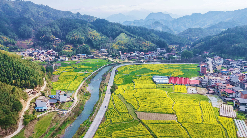 金燦燦的油菜花海