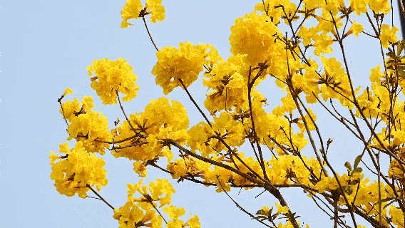 黄花风铃迎风飘扬。人民网记者 雷琦竣摄