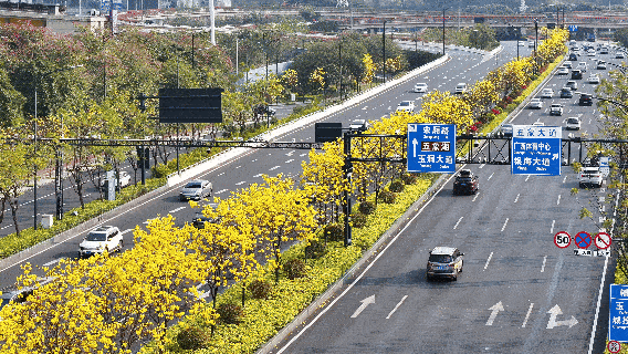 平乐大道，黄花风铃木盛开。人民网记者 雷琦竣摄