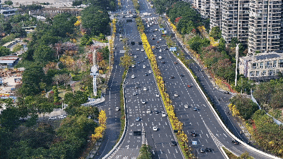 黄花风铃木盛开。人民网记者 雷琦竣摄
