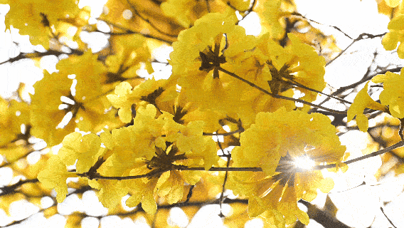 黄花风铃木盛开。人民网记者 雷琦竣摄