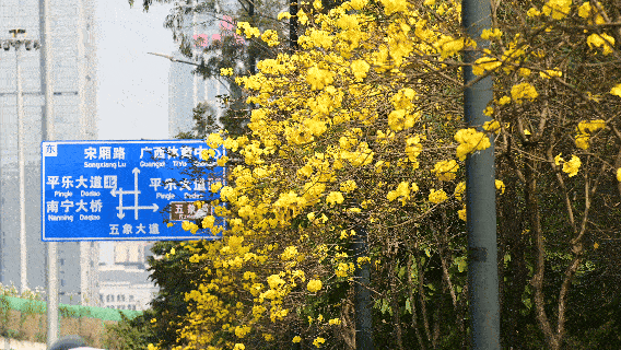 黄花风铃木盛开。人民网记者 雷琦竣摄