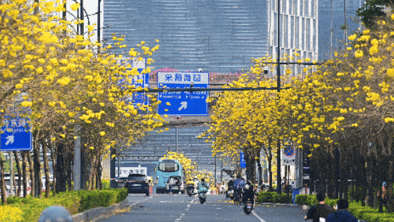 路旁两旁的黄花风铃木盛开。人民网记者 雷琦竣摄